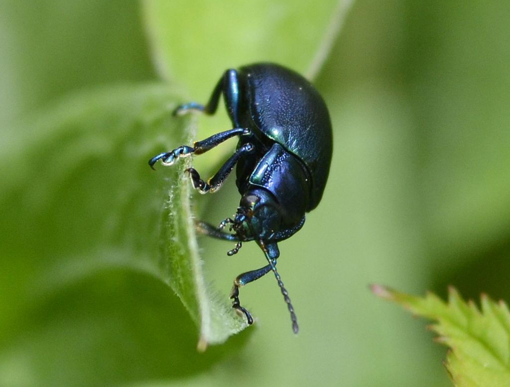 Chrysomelidae:  Oreina sp.